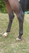 Joli cheval 8 ans idéal loisir