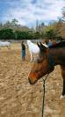 Joli cheval 8 ans idéal loisir