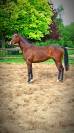 Joli cheval 8 ans idéal loisir