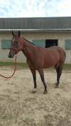 Joli cheval 8 ans idéal loisir