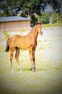 Pouliche excellente origines dressage