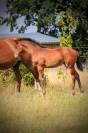 Pouliche excellente origines dressage