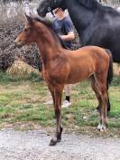 Pouliche excellente origines dressage
