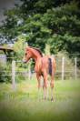 Pouliche de dressage demi sœur du champion du monde 6 a