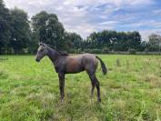 Poulain SF PP