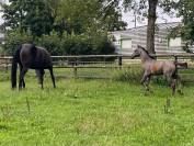 Poulain SF PP