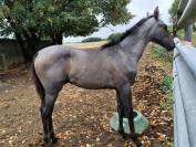 Poulain SF PP