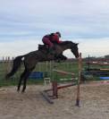 Poulain SF PP