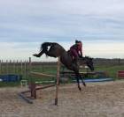 Poulain SF PP