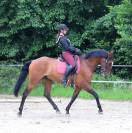 Superbe Pur sang lusitanien hongre