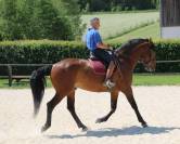Superbe Pur sang lusitanien hongre