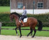 Superbe Pur sang lusitanien hongre