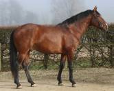 Superbe Pur sang lusitanien hongre