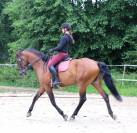 Superbe Pur sang lusitanien hongre