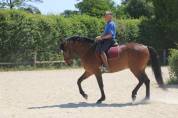 Superbe Pur sang lusitanien hongre