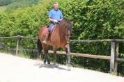 Superbe Pur sang lusitanien hongre