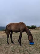 Poulain (Galot et Endurance) – 1an 