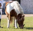 Poney Shetland 10 ans