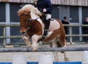 Poney Shetland 10 ans