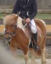 Poney Shetland 10 ans