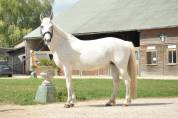 PONETTE D pour Loisir ou famille 