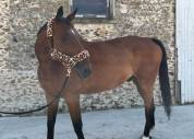 CHEVAL d’école pour pre retraite Loisir ou famille 