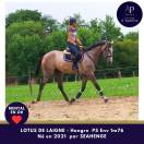 4 ans mental en or 1m76 env