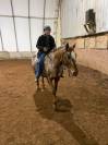 14y/o Appaloosa Gelding