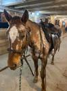 14y/o Appaloosa Gelding