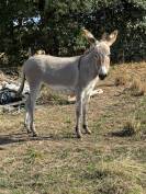 Jeune anesse du Cotentin