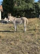 Jeune anesse du Cotentin