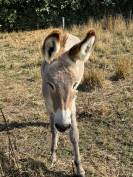 Jeune anesse du Cotentin