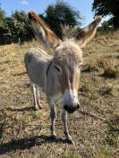 Jeune anesse du Cotentin