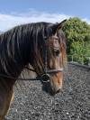 Charismatique hongre PRE de 4 ans