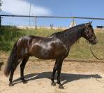 Charismatique hongre PRE de 4 ans