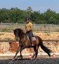 Charismatique hongre PRE de 4 ans
