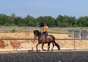 Charismatique hongre PRE de 4 ans