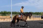 Charismatique hongre PRE de 4 ans