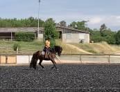 Charismatique hongre PRE de 4 ans