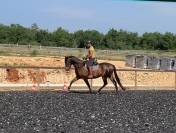 Charismatique hongre PRE de 4 ans