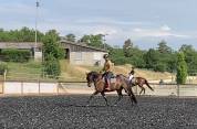 Charismatique hongre PRE de 4 ans