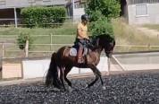 Charismatique hongre PRE de 4 ans