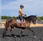 Charismatique hongre PRE de 4 ans