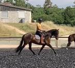 Charismatique hongre PRE de 4 ans