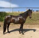 Charismatique hongre PRE de 4 ans