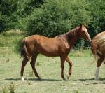 Poulain 1 an