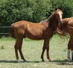 Poulain 1 an