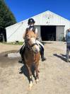 Ponette welsh A