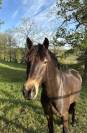 Poney à vendre 