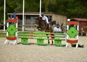 Poney à vendre 